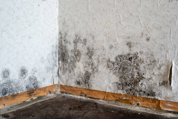 Best Ceiling water damage repair  in Borger, TX